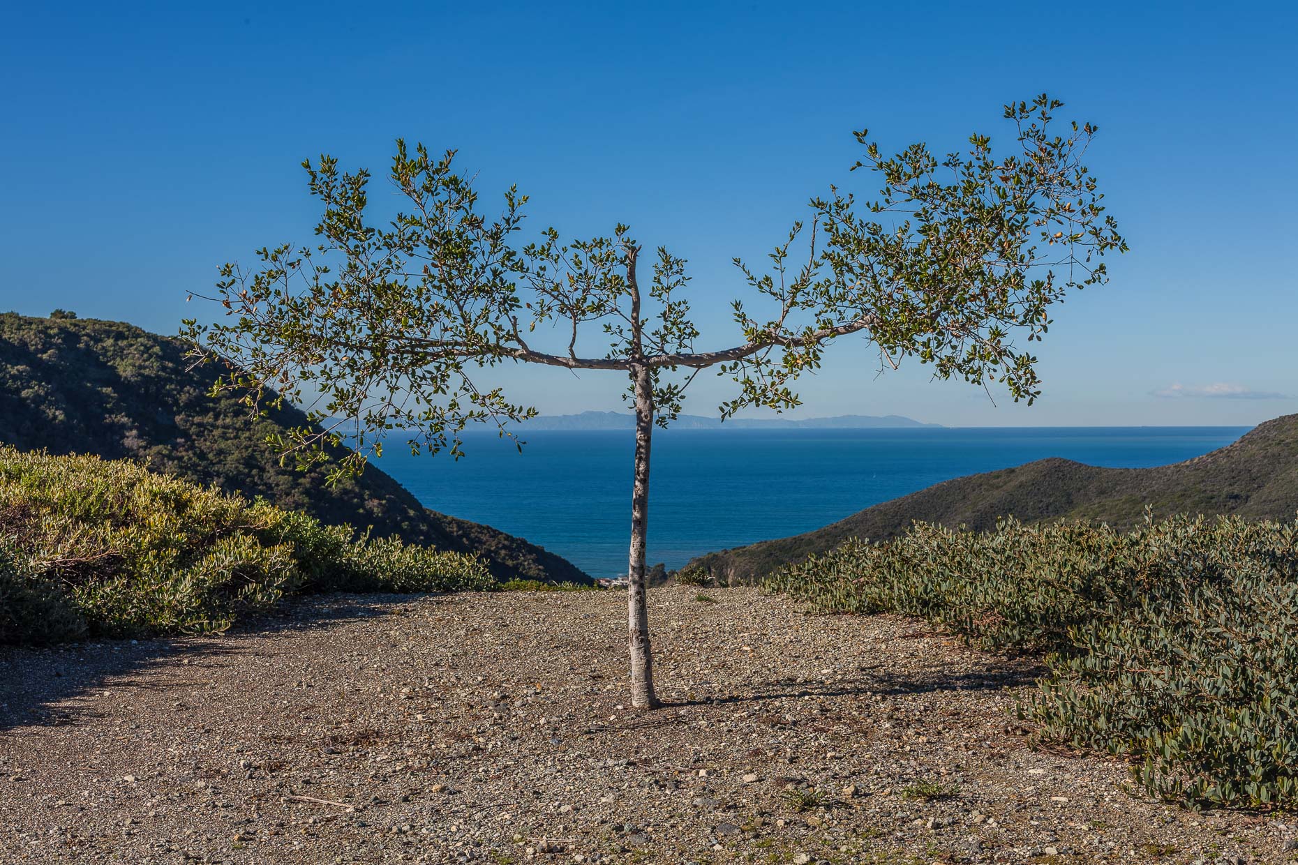 Landscape1